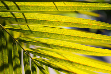 Background green leaves