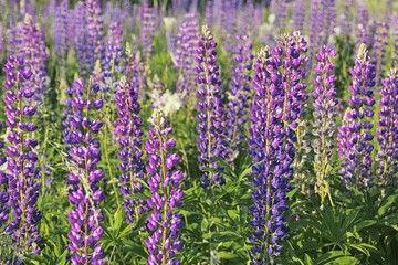 Fototapeta premium Lupin field