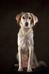 Golden Retriever Mix im Studio sitzend