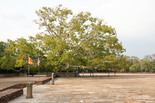 Tree near Jetavanaramaya stupa, Anuradhapura, Sri Lanka