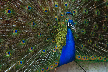 Obraz premium Peacock