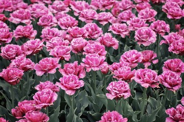 Obraz premium Roses texture