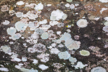 The background surface tree