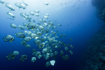 the huge bat fish school