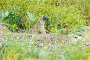 Groundhog peeking out of their burrows