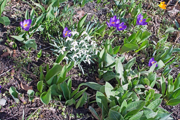 Flowerbed with crocus