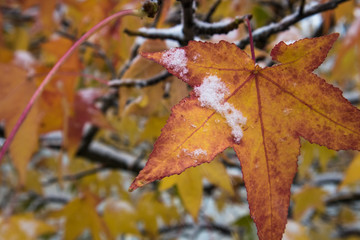 Herbstblatt mit erstem Schnee