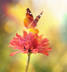 Fototapeta premium Vintage macro photo of butterfly on a flower in the light of sun on beautiful softly blurred golden background. Beautiful gentle air artistic image with a soft focus.