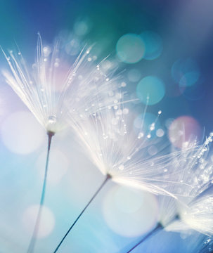 Fototapeta Dandelion Seeds in the drops of dew on a beautiful blurred background. Dandelions on a beautiful blue background. Drops of dew sparkle on the dandelion.