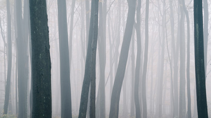 Bäume im Wald bei Nebel