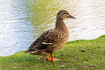 A Duck