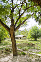 Fototapeta na wymiar Tree in a Field