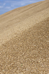 Fototapeta na wymiar Grain in stock. Netherlands. Grain collection. 
