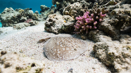 warning! high voltage torpedo ;)