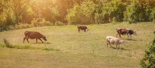 Cattle graze in a green field