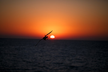 Fototapeta premium Black silhouette of flying birds on the ocean at sunset