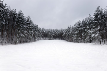 White winter landscape in forest.