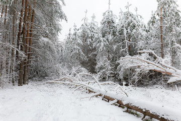 White winter landscape in the forest.