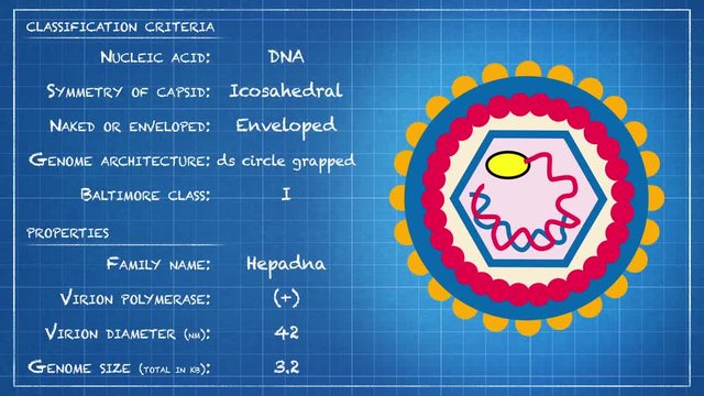 Hepadnaviridae - Virus classification criteria and properties