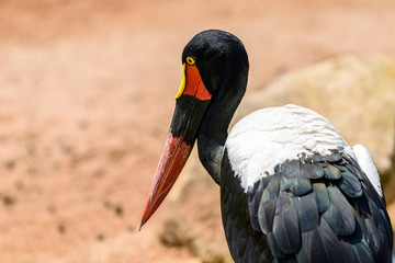Saddlebill Stork Bird Portrait