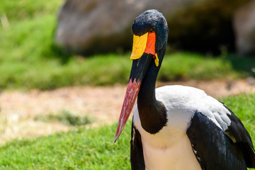 Saddlebill Stork Bird Portrait