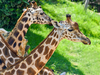 Northern Giraffe (Giraffa Camelopardalis) Portrait