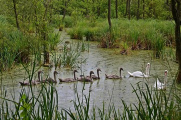 Łabędzie © Marzena