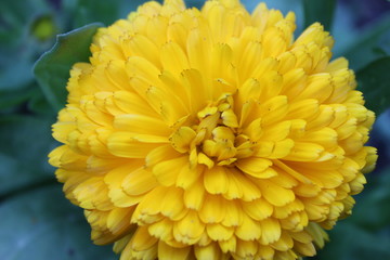 The yellow marigolds