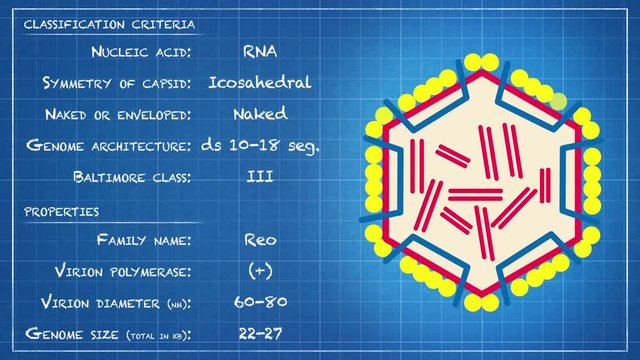 Reoviridae - Virus classification criteria and properties
