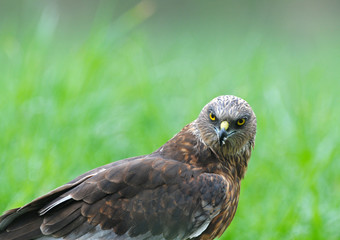Marsh harrier (Circus aeruginosus) in the summer