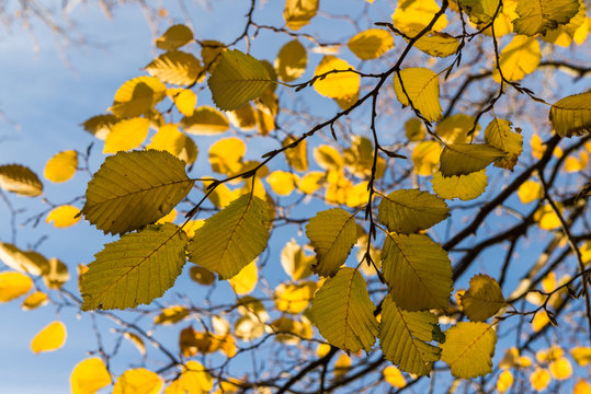 Yellow elm tree autumn leaves sky