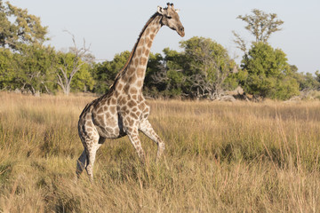 Angolan giraffe, also known as Namibian giraffe in Botswana Africa