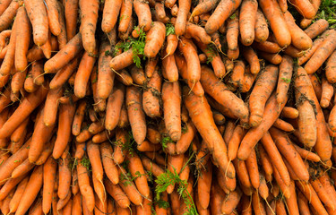 Pile of fresh carrots stacked up in a supermarket 