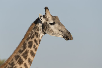 Angolan giraffe, also known as Namibian giraffe in Botswana Africa