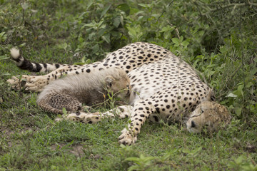Cheetah feeding her cubs in Tanzania