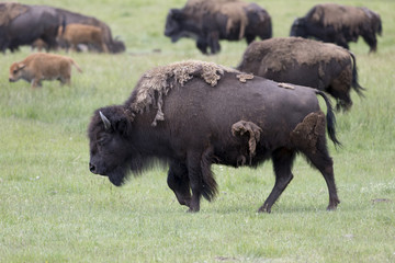 American Bison in Yellowstone National park