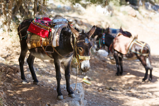 Donkey to transport tourists