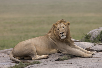 Fototapeta na wymiar Lion resting on rocks in Africa