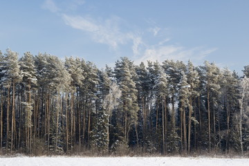 Winter forest, the trees covered with snow in the winter wood