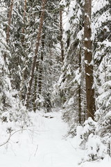 Winter forest, the trees covered with snow in the winter wood
