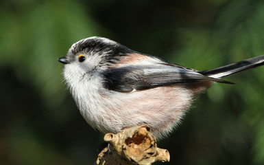 European Long-tailed Tit (Aegithalos caudatus) seen in profile.