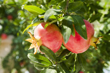 Red ripe pomegranate on the tree. Time of harvest. Aged. Blue sky through the pomegranate bush branches. Bright fruit background. 