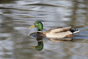 Mallard Duck swimming