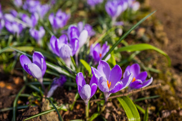 Fototapeta premium grounds and estate of hidcote manor gardens cotswolds england uk