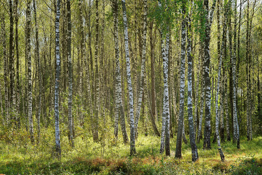 Birch forest. Birch Grove.