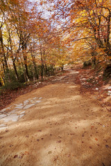 Fototapeta premium Forest in Autumn.