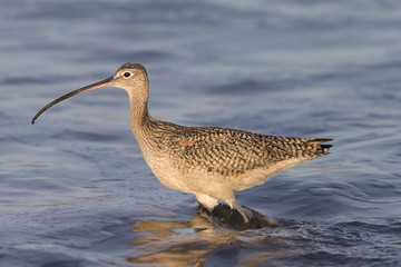 Long-billed Curlew on California Beach