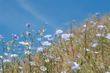 Fototapeta premium flowers of flax (lat. Linum marschallianum), local focus, shallow DOF