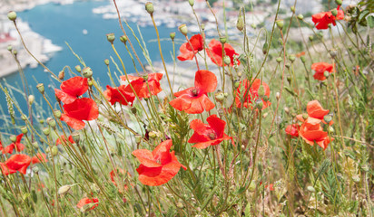 Obraz premium czerwone maki na tle zatoki Balaklava, Krym, fokus lokalny, płytkie DOF