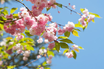 Obraz premium Branches of blooming sakura on blue sky background, local focus, shallow DOF 